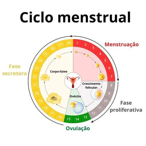 fases da menstruação